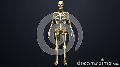 Skeletal with Nerves and Lymph Nodes Stock Photo